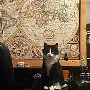 Wonka a rejoint le concours — aidez-le/la à gagner de superbes lots ! black_and_white_cat, bowl, cat, chair, decor, desk, framed_map, fur, indoor, map, mug, paws, portrait, sitting, table, tuxedo_cat, vintage, wall_art, whiskers, world_map