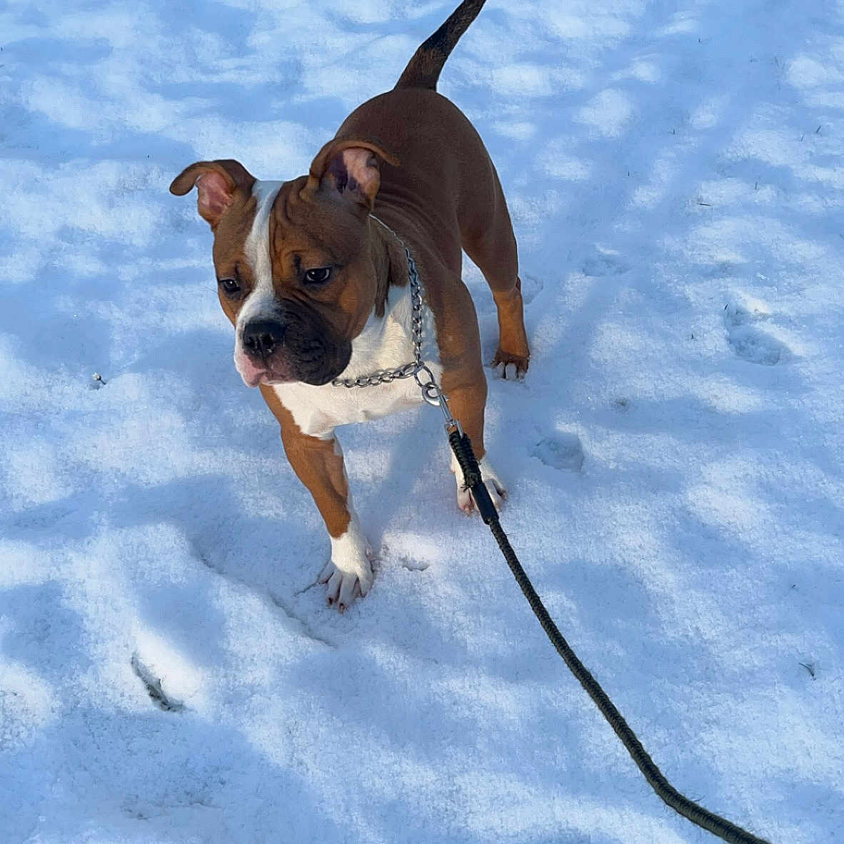 Loky participe au concours pour gagner de l'argent avec cette photo : accessories, animal, bostonbull, boxer, bulldog, canine, dog, frenchbulldog, hound, leash, pet, pitbull, puppy, rope, strap