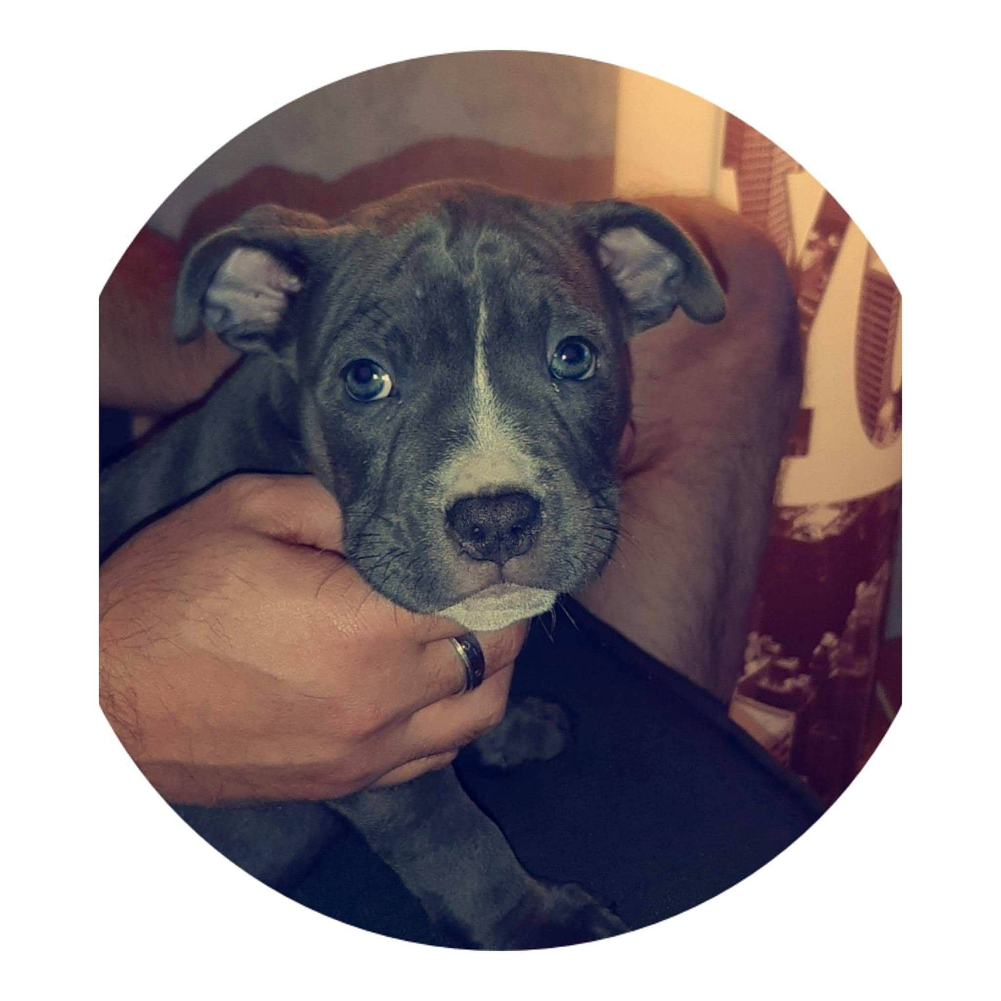 Orka participe au concours pour gagner de l'argent avec cette photo : art, carnivore, circle, companion_dog, dog, dog_breed, electronic_device, font, fur, painting, puppy_love, selfie, sleeve, snout, square, t_shirt, technology, toy_dog, whiskers, working_animal