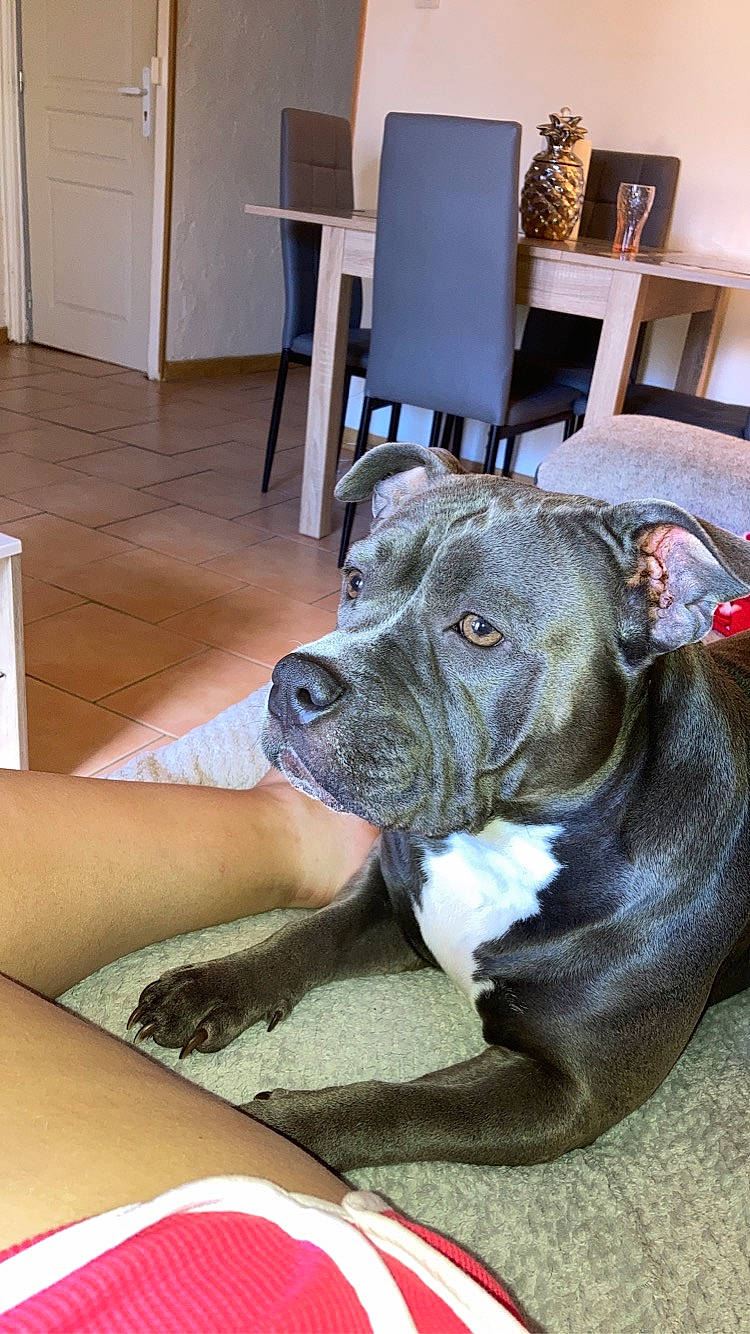 Orka participe au concours pour gagner de l'argent avec cette photo : cabinetry, carnivore, chair, collar, comfort, companion_dog, dog, dog_breed, floor, flooring, fur, guard_dog, hardwood, human_leg, picture_frame, room, sporting_group, whiskers, working_animal, working_dog