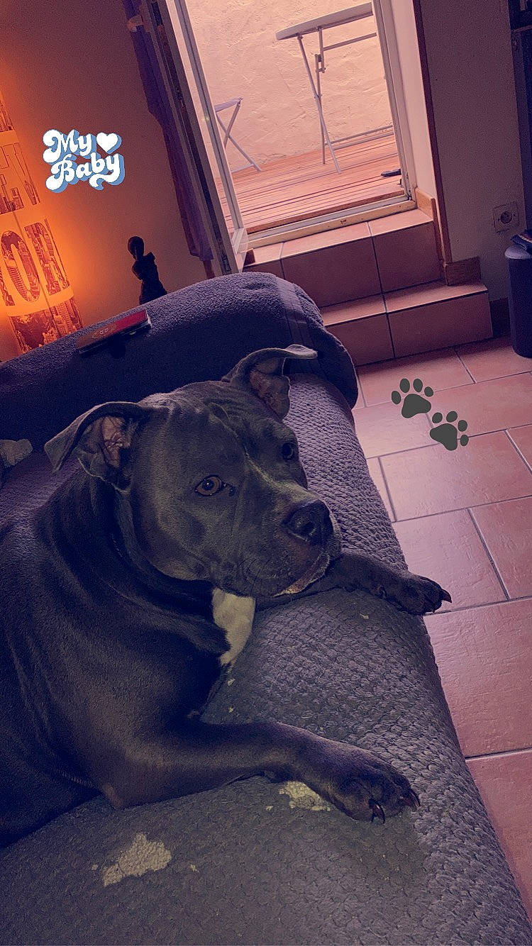 Orka participe au concours pour gagner de l'argent avec cette photo : carnivore, cloud, companion_dog, dog, dog_breed, fawn, flooring, guard_dog, hat, mammal, retriever, sculpture, sky, snout, tail, tints_and_shades, vertebrate, window, wood, working_animal