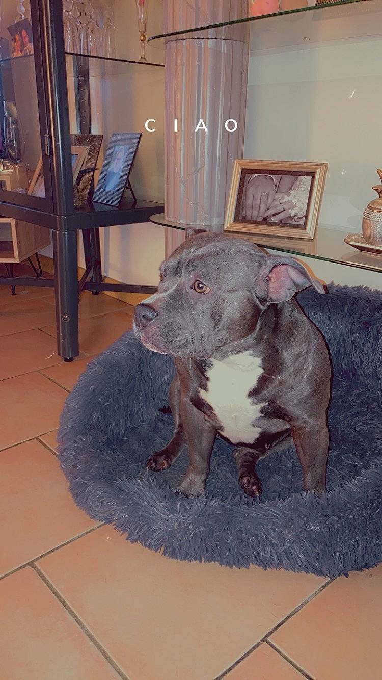 Orka a rejoint le concours — aidez-le/la à gagner de superbes lots ! art, canidae, carnivore, chair, companion_dog, dog, dog_breed, fawn, floor, flooring, grey, hardwood, liver, picture_frame, snout, sporting_group, tail, whiskers, wood, working_animal