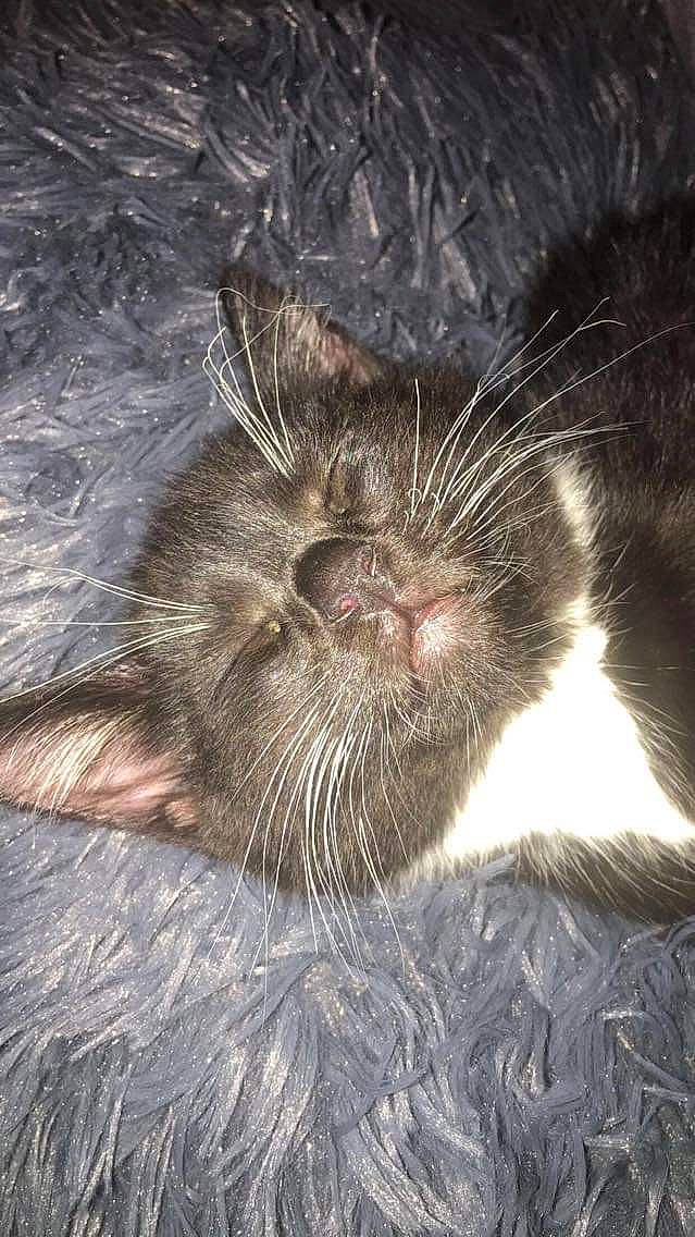 Dash joined the competition — help win amazing prizes! black_cat, carnivore, cat, claw, cloud, comfort, domestic_short_haired_cat, felidae, fur, marine_mammal, nap, paw, sleep, small_to_medium_sized_cats, snout, tail, terrestrial_animal, whiskers, wildlife, wood