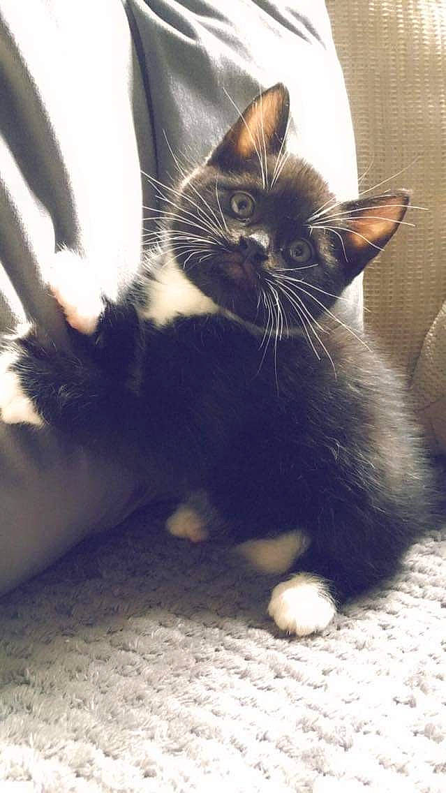 Dash joined the competition — help win amazing prizes! black_cat, carnivore, cat, claw, comfort, domestic_short_haired_cat, felidae, flooring, foot, fur, grey, human_leg, leg, monochrome_photography, paw, sitting, small_to_medium_sized_cats, snout, tail, whiskers