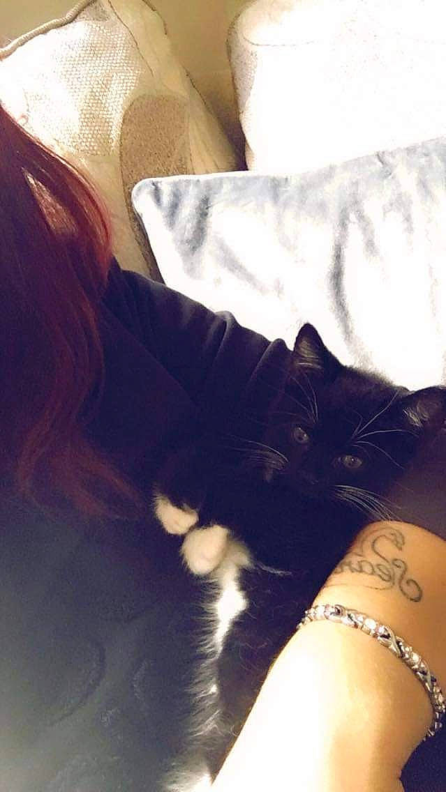 Dash is registered to the contest to win money with this photo: carnivore, cat, comfort, cool, elbow, felidae, finger, gesture, hand, human_leg, long_hair, mammal, nail, small_to_medium_sized_cats, textile, thigh, tints_and_shades, vertebrate, whiskers, wrist