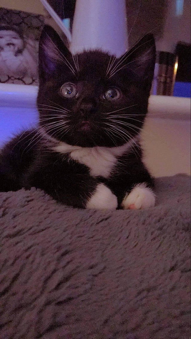 Dash joined the competition — help win amazing prizes! black_cat, carnivore, cat, claw, domestic_short_haired_cat, felidae, fur, grey, magenta, monochrome_photography, paw, small_to_medium_sized_cats, snout, tail, terrestrial_animal, tints_and_shades, whiskers