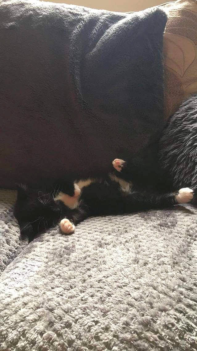 Dash is registered to the contest to win money with this photo: carnivore, cat, comfort, domestic_short_haired_cat, felidae, flooring, foot, fur, grass, grey, hardwood, human_body, human_leg, small_to_medium_sized_cats, snout, tail, tints_and_shades, toe, whiskers, wood