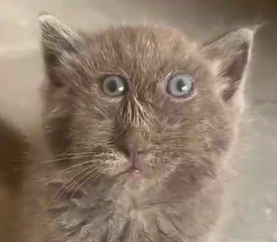 Bowie joined the competition — help win amazing prizes! carnivore, cat, domestic_short_haired_cat, ear, felidae, fur, small_to_medium_sized_cats, snout, terrestrial_animal, whiskers