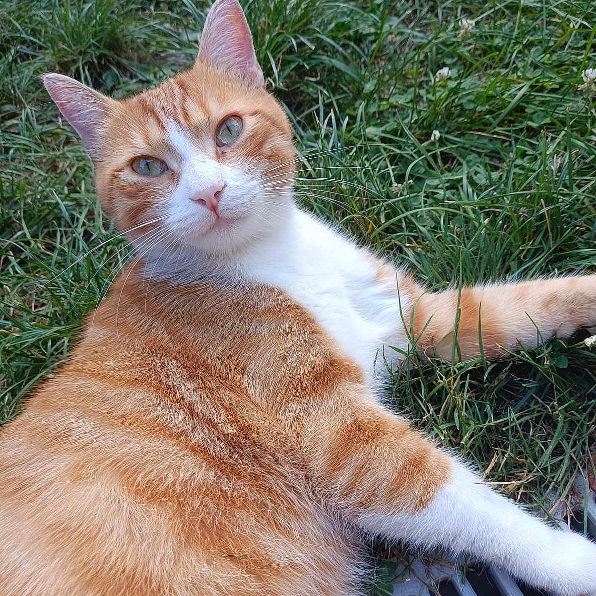 Pablo Devichi participe au concours pour gagner de l'argent avec cette photo : animal, cat, closeup, cute, daylight, ears, feline, fur, ginger_cat, grass, greenery, lying_down, metal_grate, nature, outdoor, pet, relaxed, resting, whiskers, white_cat