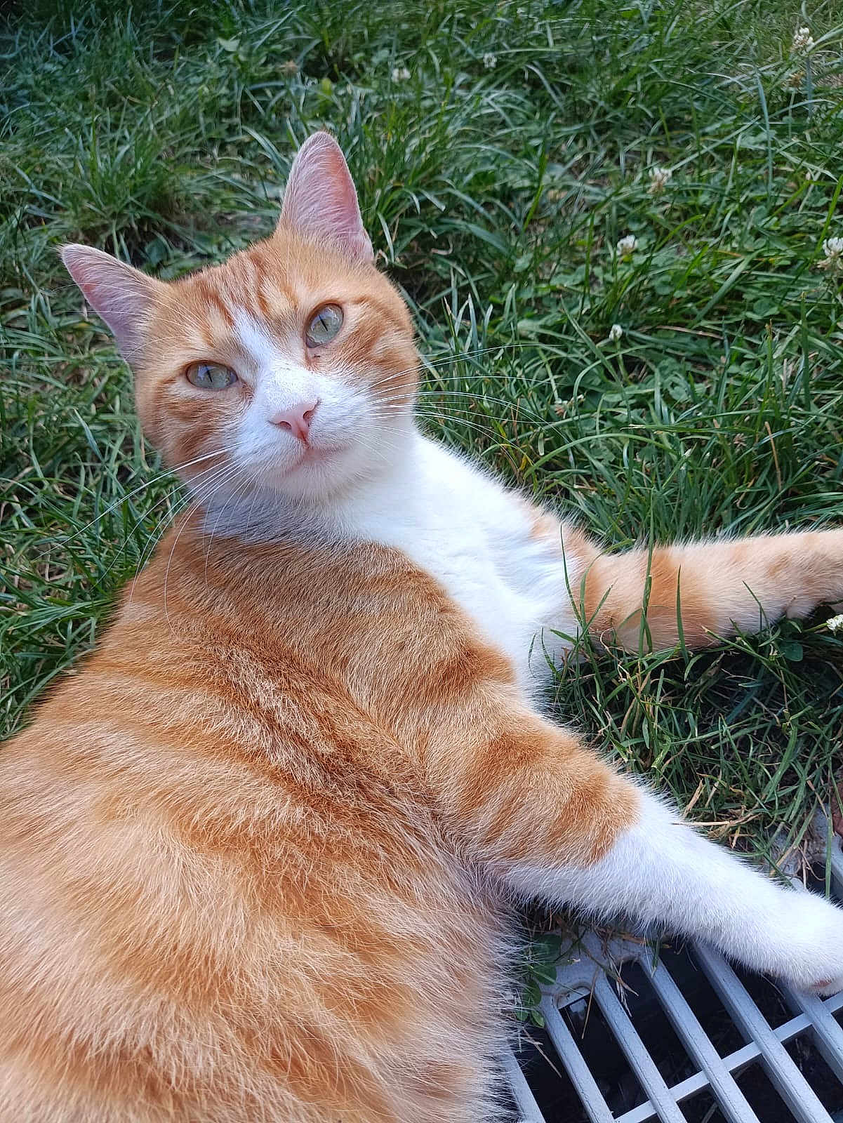 Pablo Devichi participe au concours pour gagner de l'argent avec cette photo : animal, cat, closeup, cute, daylight, ears, feline, fur, ginger_cat, grass, greenery, lying_down, metal_grate, nature, outdoor, pet, relaxed, resting, whiskers, white_cat