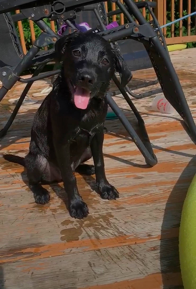 Ranger joined the competition — help win amazing prizes! _and_melon_family, _gourd, borador, canidae, carnivore, claw, collar, companion_dog, cucumber, dog, dog_breed, floor, flooring, guard_dog, liver, snout, sporting_group, tile, tongue, working_animal