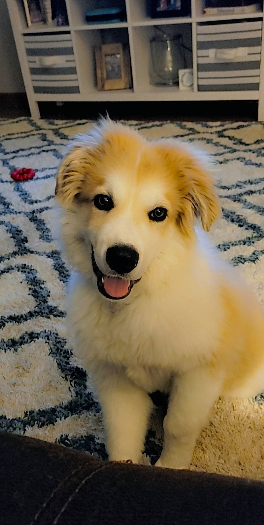 Alex joined the competition — help win amazing prizes! canidae, carnivore, companion_dog, dog, dog_breed, fawn, flooring, fur, hardwood, plant, puppy, snout, sporting_group, whiskers, wood, working_dog