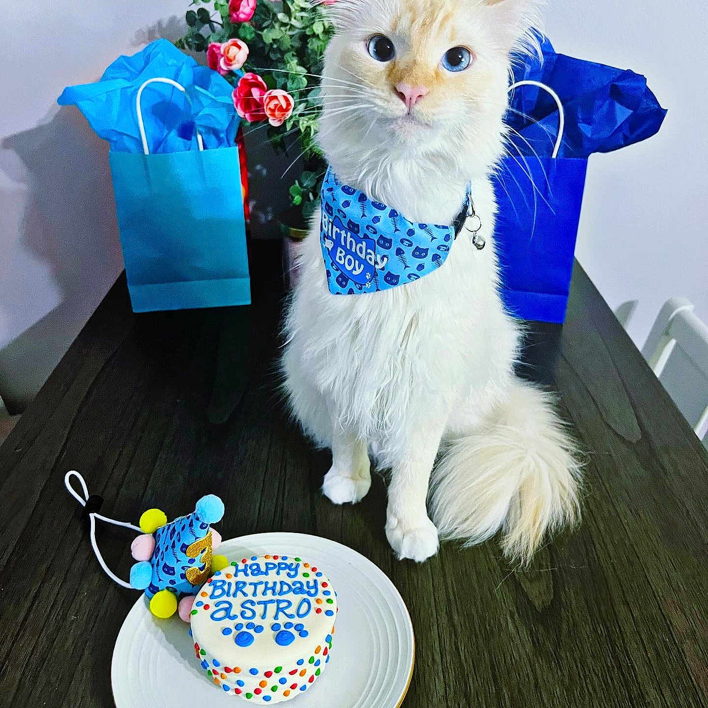 Astro joined the competition — help win amazing prizes! accessories, animal, bag, birthdaycake, cake, cat, cream, dessert, flower, flowerarrangement, food, foodpresentation, number, people, person, pet, plant, plate, symbol, text