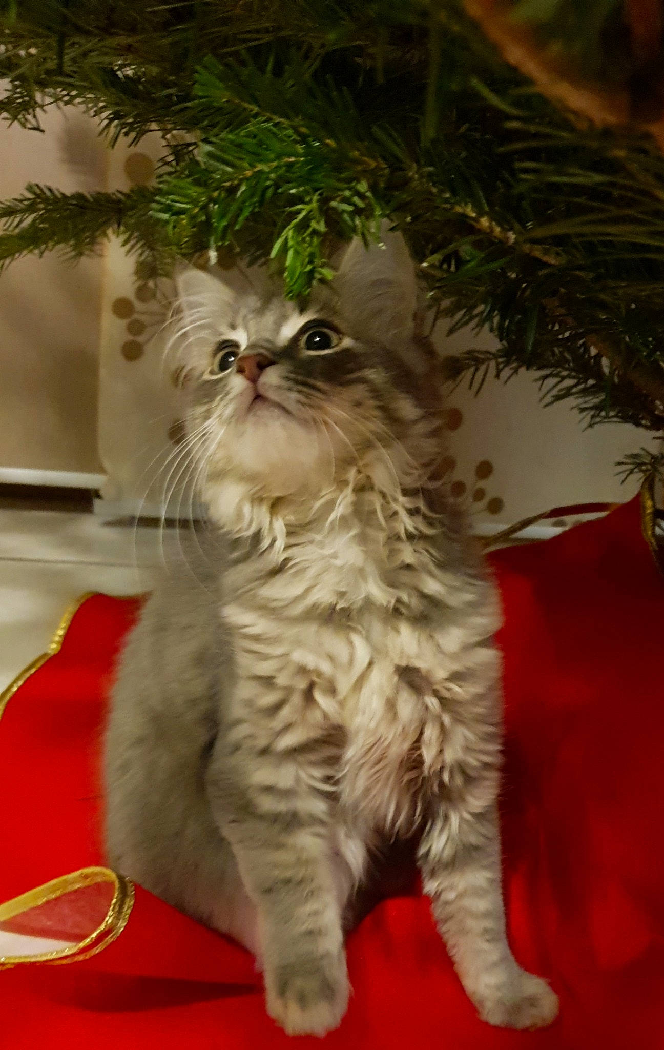 Lou a rejoint le concours — aidez-le/la à gagner de superbes lots ! american_curl, american_wirehair, asian, asian_semi_longhair, british_longhair, british_semi_longhair, carnivore, cat, domestic_long_haired_cat, domestic_short_haired_cat, felidae, kitten, mammal, norwegian_forest_cat, pixie_bob, ragamuffin, siberian, small_to_medium_sized_cats, vertebrate, whiskers