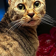 Fiona Shae is registered to the contest to win money with this photo: cat, tabby, close_up, portrait, animal, feline, whiskers, green_eyes, fur, pet, cute, curious, looking_back, indoor, mammal, domestic_animal, face, ears, nose, expressive