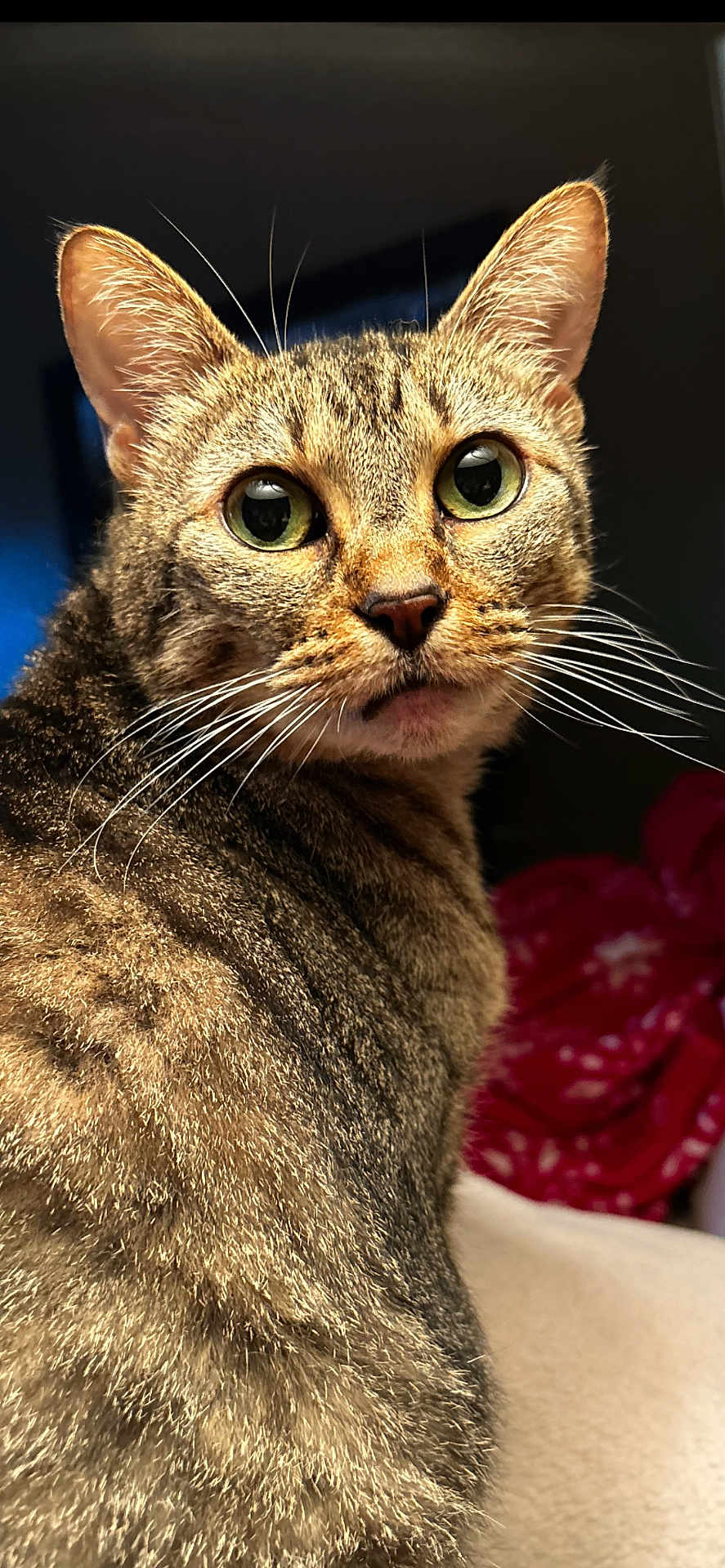 Fiona Shae is registered to the contest to win money with this photo: cat, tabby, close_up, portrait, animal, feline, whiskers, green_eyes, fur, pet, cute, curious, looking_back, indoor, mammal, domestic_animal, face, ears, nose, expressive