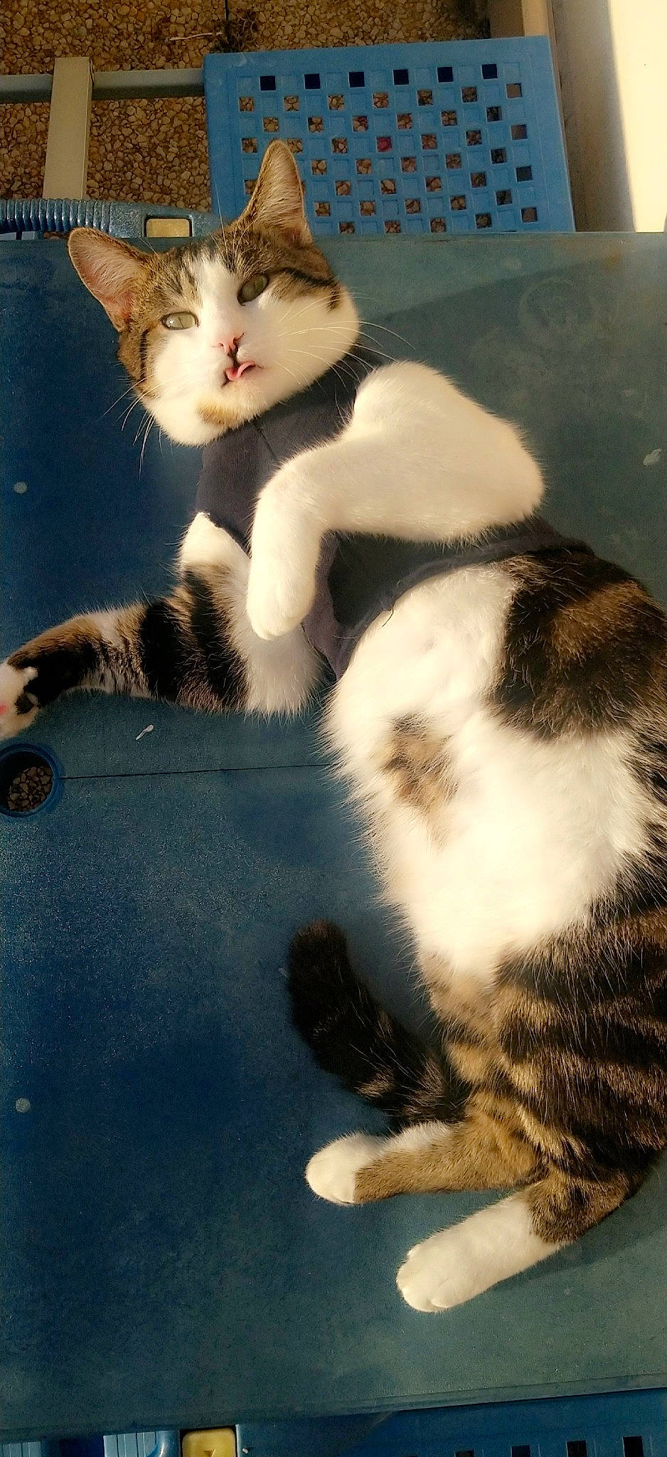 Oscar a rejoint le concours — aidez-le/la à gagner de superbes lots ! aegean_cat, american_wirehair, asian, carnivore, cat, domestic_short_haired_cat, european_shorthair, felidae, fur, kitten, mammal, paw, polydactyl_cat, small_to_medium_sized_cats, tail, whiskers