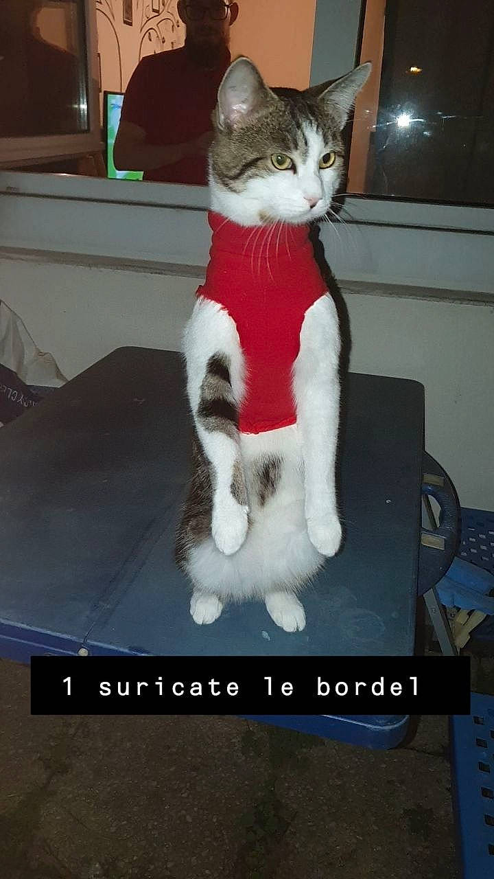 Oscar participe au concours pour gagner de l'argent avec cette photo : aegean_cat, carnivore, cat, felidae, paw, photo_caption, polydactyl_cat, small_to_medium_sized_cats, tail, whiskers