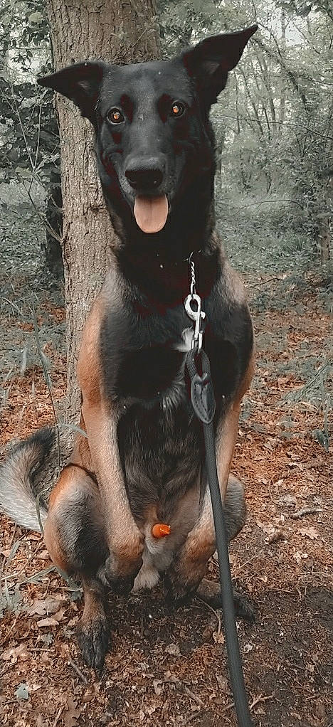 Oneal a rejoint le concours — aidez-le/la à gagner de superbes lots ! canidae, canis_panther, carnivore, dog, dog_breed, guard_dog, hunting_dog, mammal, montenegrin_mountain_hound, mountain_cur, sporting_group, vertebrate