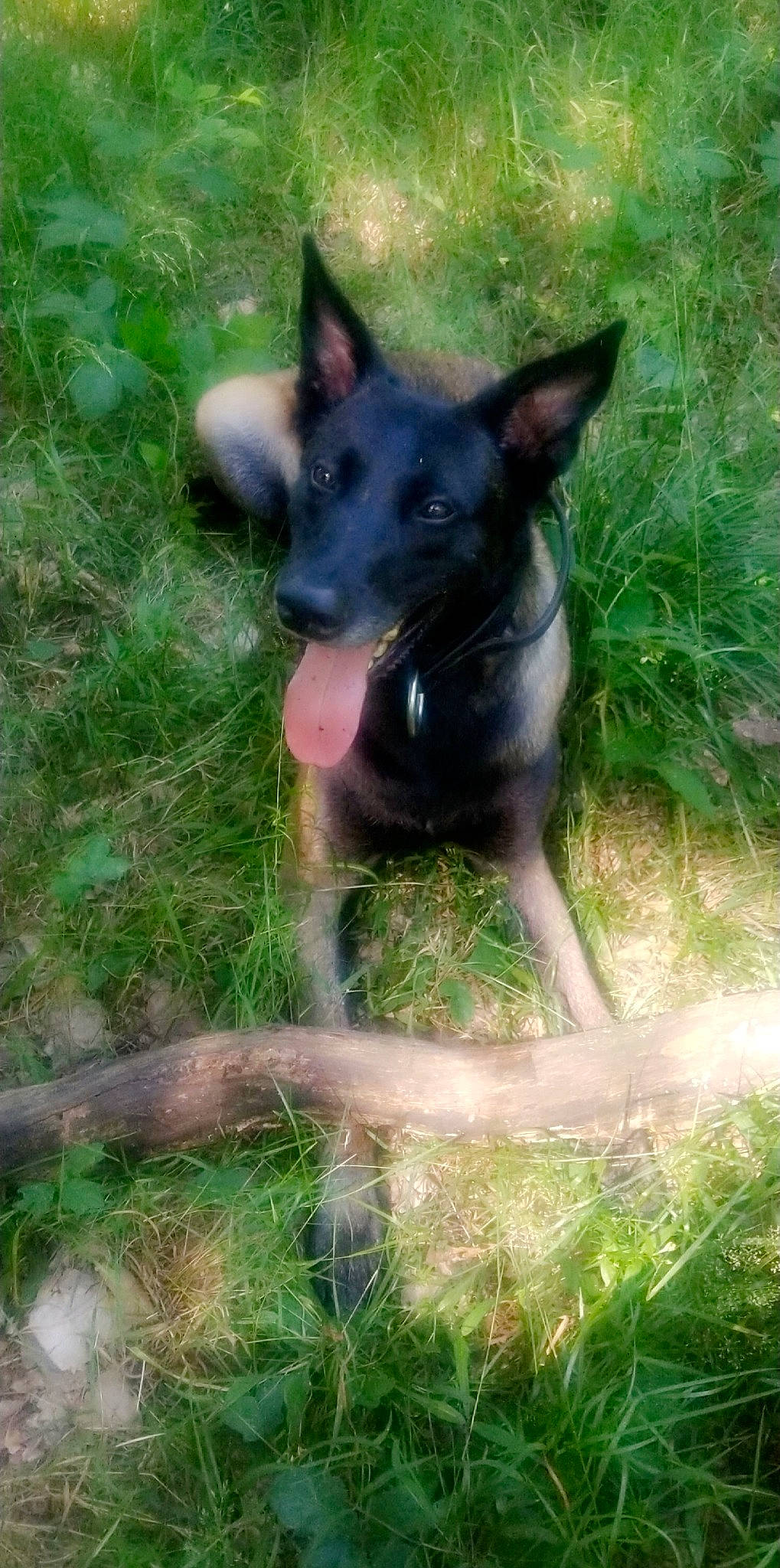 Oneal a rejoint le concours — aidez-le/la à gagner de superbes lots ! australian_kelpie, canidae, carnivore, dog, dog_breed, formosan_mountain_dog, mammal, rare_breed_dog, vertebrate