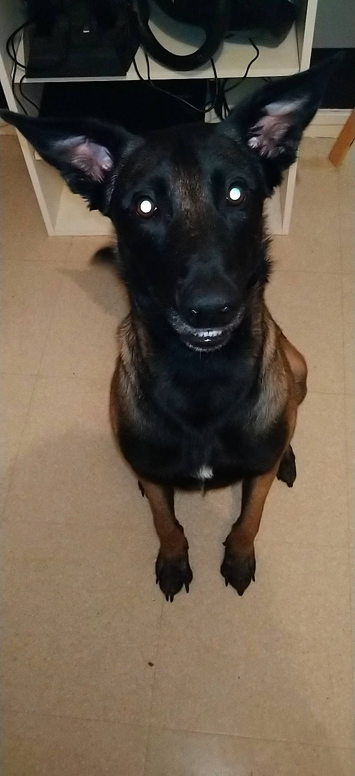 Oneal a rejoint le concours — aidez-le/la à gagner de superbes lots ! canidae, carnivore, dog, dog_breed, formosan_mountain_dog, mammal, mexican_hairless_dog, patterdale_terrier, rare_breed_dog, snout, sporting_group, street_dog, toy_manchester_terrier, vertebrate