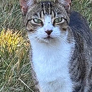 Potato is registered to the contest to win money with this photo: cat, tabby_cat, white_chest, animal, pet, feline, outdoor, grass, portrait, close_up, ears, green_eyes, whiskers, fur, striped_fur, sitting, alert, serious_expression, nature, backyard