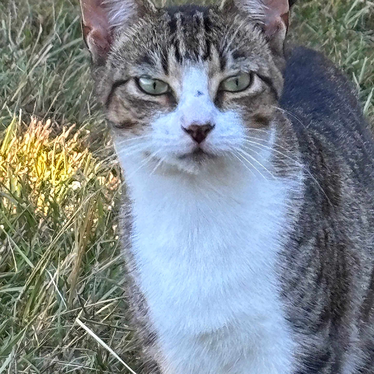 Potato is registered to the contest to win money with this photo: cat, tabby_cat, white_chest, animal, pet, feline, outdoor, grass, portrait, close_up, ears, green_eyes, whiskers, fur, striped_fur, sitting, alert, serious_expression, nature, backyard
