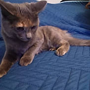 Lulu is registered to the contest to win money with this photo: cat, feline, pet, animal, blue_quilt, indoor, fur, whiskers, ear, paw, tail, resting, cute, mammal, domestic_animal, looking_down, relaxed, soft_light, bedspread, quiet