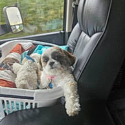 Alanis joined the competition — help win amazing prizes! dog, laundry_basket, stuffed_toy, blanket, car_interior, car_seat, window, side_mirror, leather_seat, pet, relaxed, cozy, fur, toy, vehicle, travel, companion, cute, small_dog, resting