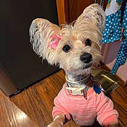 Daisy is registered to the contest to win money with this photo: dog, small_dog, pink_sweater, pink_bow, fluffy_ears, looking_up, wooden_floor, indoor, pet, adorable, animal, collar, cute, fur, domestic_animal, clothing, paw, household, portrait, standing