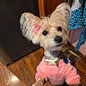 dog, small_dog, pink_sweater, pink_bow, fluffy_ears, looking_up, wooden_floor, indoor, pet, adorable, animal, collar, cute, fur, domestic_animal, clothing, paw, household, portrait, standing