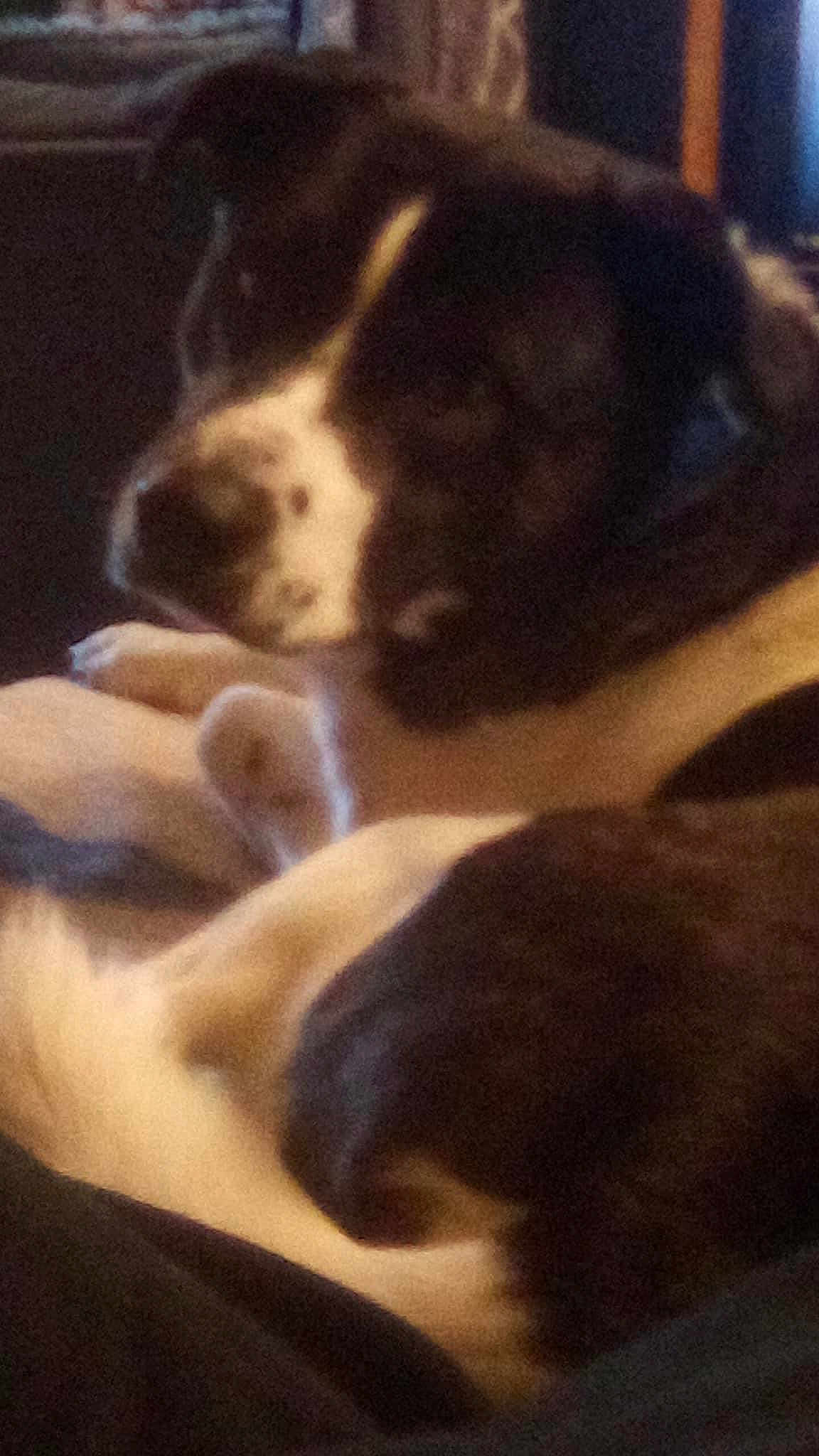 Leo