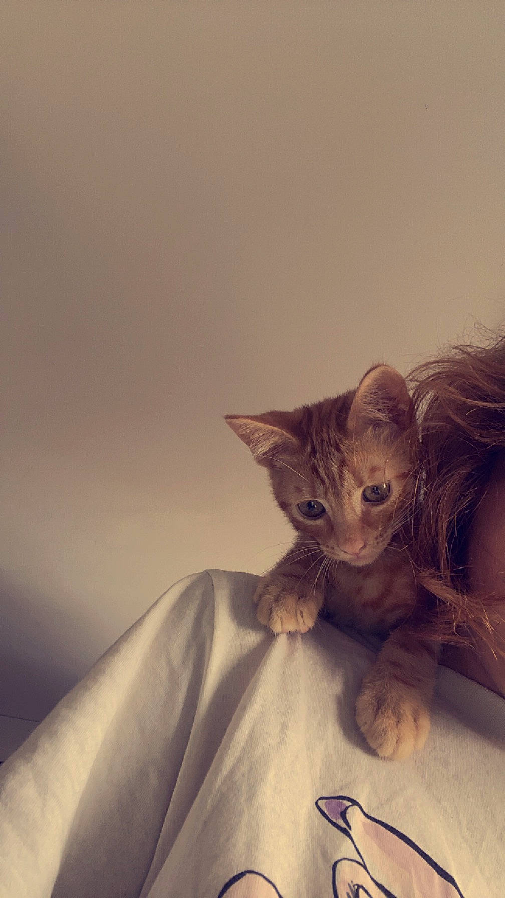 Blue participe au concours pour gagner de l'argent avec cette photo : bed, carnivore, cat, claw, comfort, domestic_short_haired_cat, ear, felidae, fur, grey, linens, paw, plant, sitting, small_to_medium_sized_cats, tail, whiskers