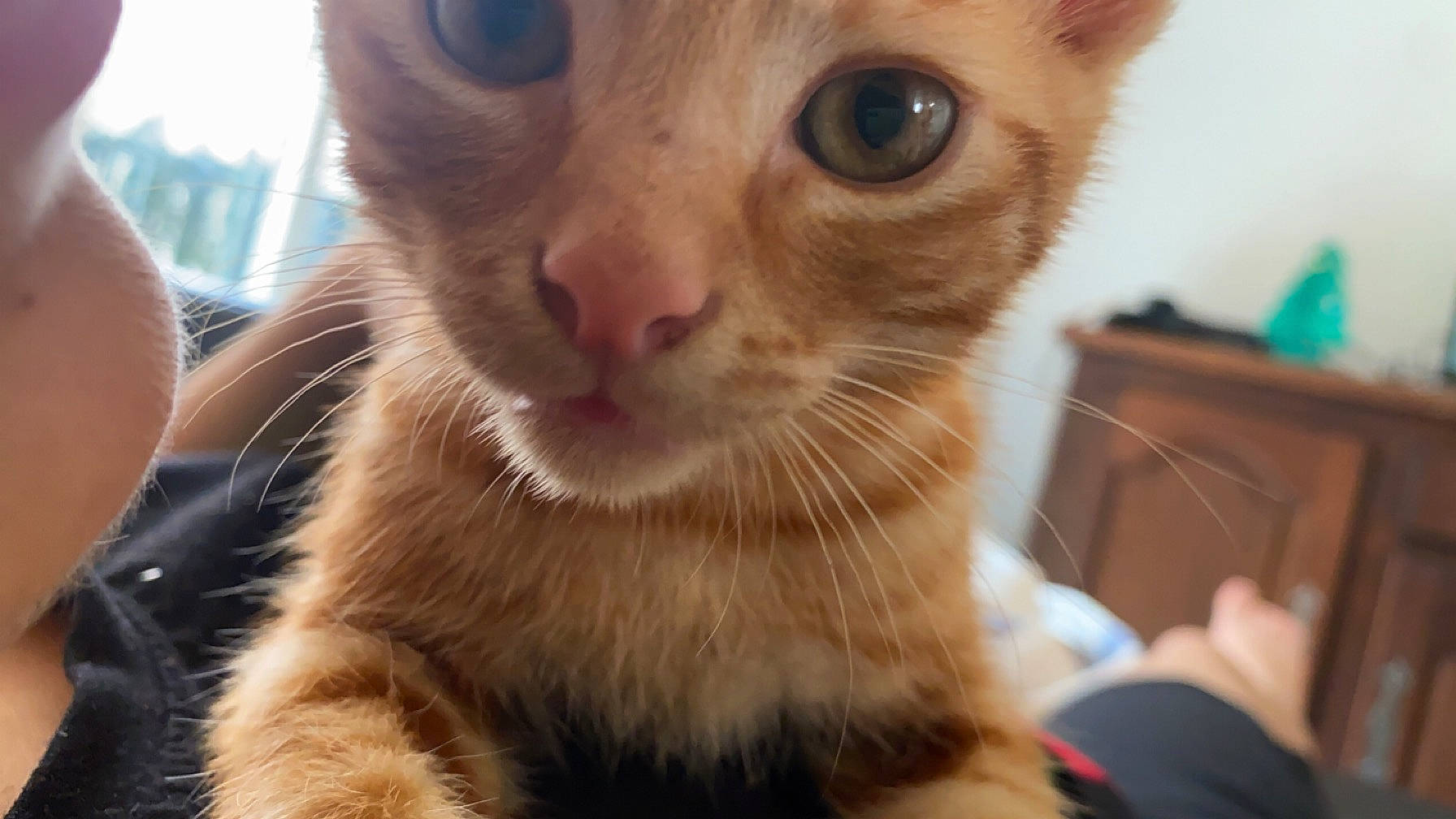 Blue participe au concours pour gagner de l'argent avec cette photo : carnivore, cat, domestic_short_haired_cat, ear, fawn, felidae, fur, paw, small_to_medium_sized_cats, snout, terrestrial_animal, whiskers, wildlife