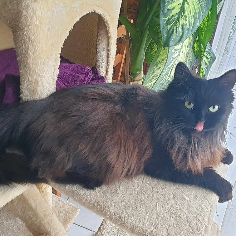 Rubis participe au concours pour gagner de l'argent avec cette photo : angora, animal, architecture, blackcat, building, cat, chair, couch, cushion, furniture, homedecor, indoors, interiordesign, livingroom, manx, pet, plant, pottedplant, room, wood