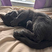 Luna is registered to the contest to win money with this photo: cat, gray_cat, sleeping, bed, blanket, indoor, curtains, window, paw, whiskers, feline, cozy, resting, cute, animal, pet, fur, relaxed, soft_light, home