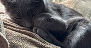 Luna joined the competition — help win amazing prizes! cat, sleeping, grey_cat, feline, pet, cozy, blanket, window, curled_up, indoor, soft_light, relaxed, fur, paw, tail, resting, animal, domestic, closeup, quiet