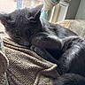 cat, sleeping, grey_cat, feline, pet, cozy, blanket, window, curled_up, indoor, soft_light, relaxed, fur, paw, tail, resting, animal, domestic, closeup, quiet