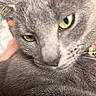 Luna is registered to the contest to win money with this photo: cat, gray_cat, close_up, yellow_eyes, feline, fur, pet, animal, indoor, blurred_background, hand, portrait, cute, soft_texture, relaxed, sleepy, whiskers, domestic_animal, close_shot, eye