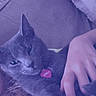 Luna is registered to the contest to win money with this photo: cat, gray_cat, pet, couch, hand, fur, name_tag, heart_shaped_tag, relaxed, indoor, close_up, animal, feline, whiskers, ears, face, portrait, cozy, domestic, cuddling