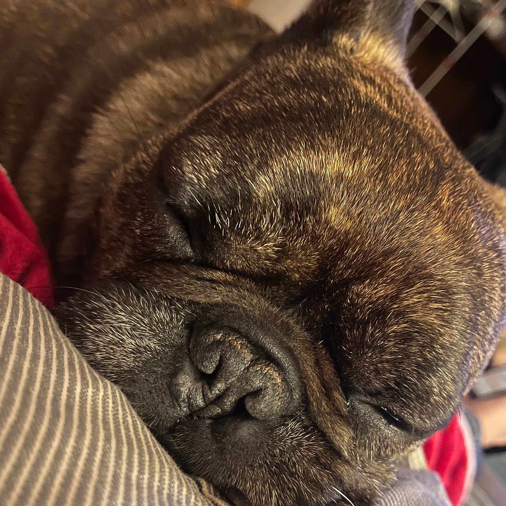 Taz