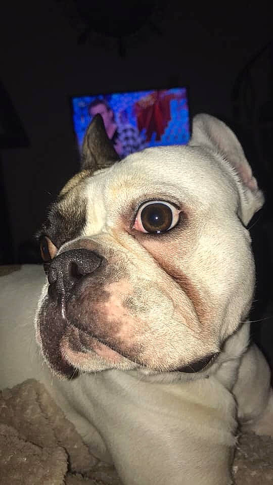 Moly participe au concours pour gagner de l'argent avec cette photo : australian_bulldog, british_bulldogs, bulldog, canidae, carnivore, companion_dog, dog, dog_breed, french_bulldog, mammal, non_sporting_group, nose, old_english_bulldog, olde_english_bulldogge, skin, snout, toy_bulldog, valley_bulldog, vertebrate, white_english_bulldog