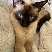 Penny joined the competition — help win amazing prizes! animal, blanket, blue_eyes, cat, close_up, comfortable, cozy, cute, ears, feline, fur, indoor, mammal, pet, portrait, relaxed, resting, siamese_cat, soft_texture, whiskers