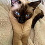 animal, blanket, blue_eyes, cat, close_up, comfortable, cozy, cute, ears, feline, fur, indoor, mammal, pet, portrait, relaxed, resting, siamese_cat, soft_texture, whiskers