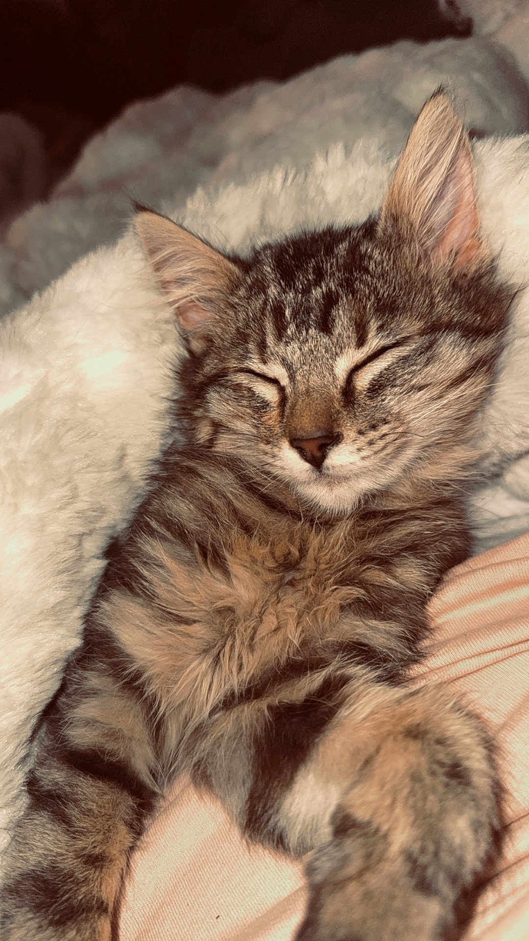 Dolly is registered to the contest to win money with this photo: cat, kitten, tabby, sleeping, cozy, fluffy, fur, pet, animal, cute, resting, closeup, whiskers, paw, soft, indoors, relaxed, comfort, adorable, nap