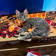 Dolly is registered to the contest to win money with this photo: kitten, cat, tabby, wooden_shelf, christmas_lights, toy_truck, holiday_decor, plaid_ribbon, stocking, festive, indoor, decorations, curious, pet, animal, feline, cozy, cute, holiday_sign, warm_lighting