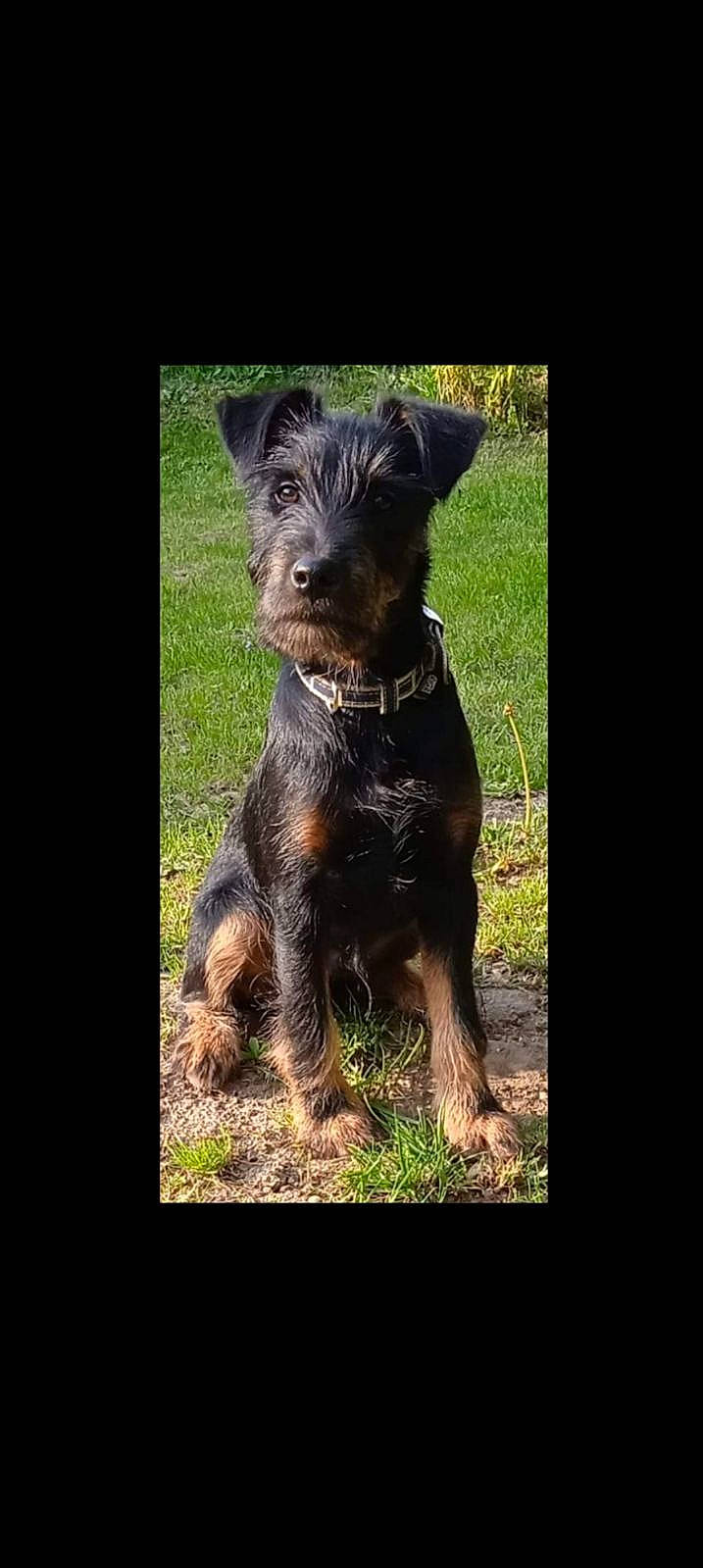 Pablo a rejoint le concours — aidez-le/la à gagner de superbes lots ! canidae, carnivore, companion_dog, dog, dog_breed, fawn, grass, liver, sculpture, snout, sporting_group, terrestrial_animal, terrestrial_plant, terrier, working_animal