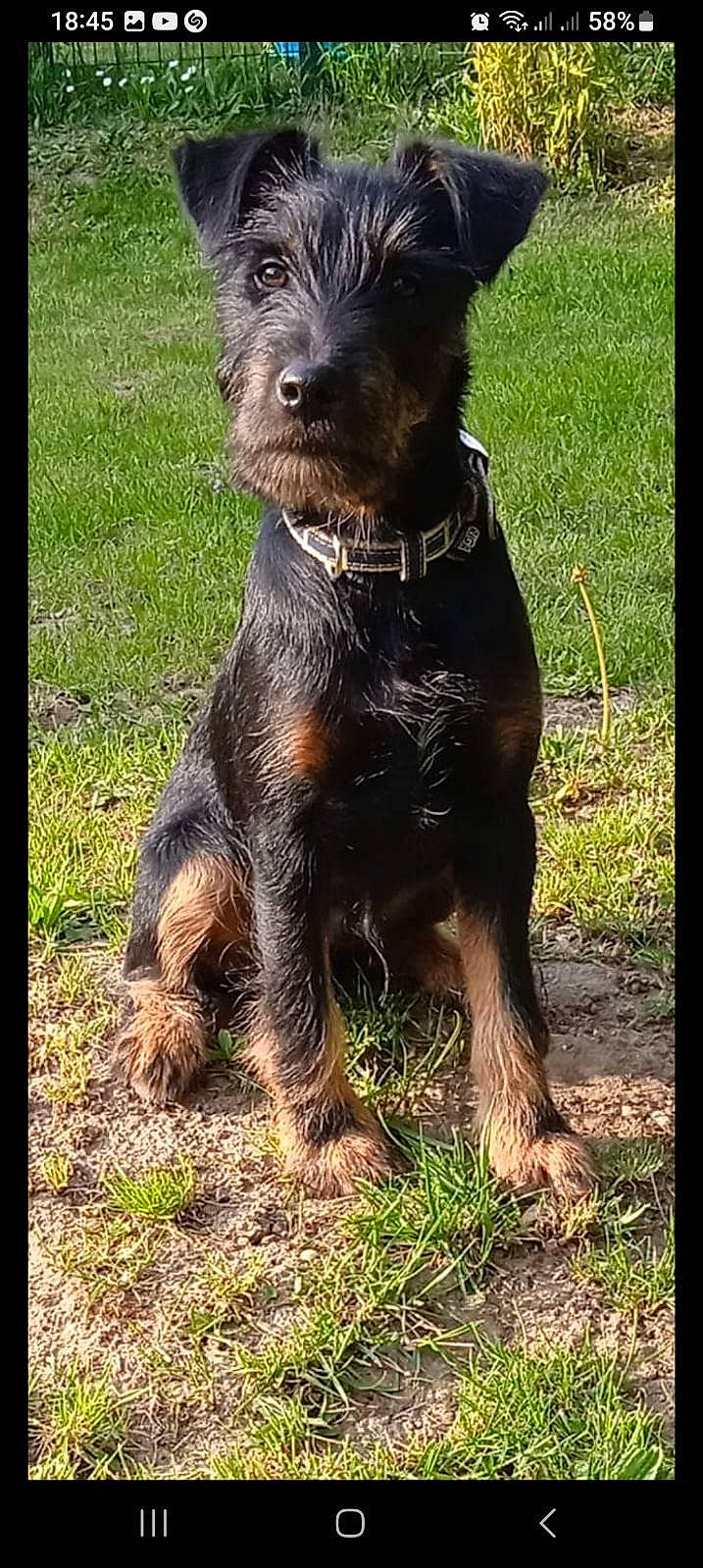 Pablo a rejoint le concours — aidez-le/la à gagner de superbes lots ! canidae, carnivore, companion_dog, dog, dog_breed, dog_supply, grass, liver, plant, snout, sporting_group, stichelhaar, terrestrial_animal, terrier, working_animal, working_dog, working_terrier