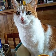 Mona a rejoint le concours — aidez-le/la à gagner de superbes lots ! cat, chair, closeup, container, curious, domestic_animal, feline, focus, fur, green_eyes, household_items, indoor, orange_and_white, pet, portrait, sitting, table, water_bottle, whiskers, wooden_cabinet