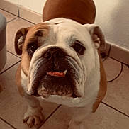 Lélé participe au concours pour gagner de l'argent avec cette photo : bulldog, dog, pet, animal, indoor, floor, tile, brown, white, cute, muzzle, face, paw, companion, canine, looking_up, ears, nose, tongue, domestic